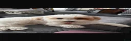 Maltipoo dogs for sale: Asian Toy Maltipoo - Advert 1