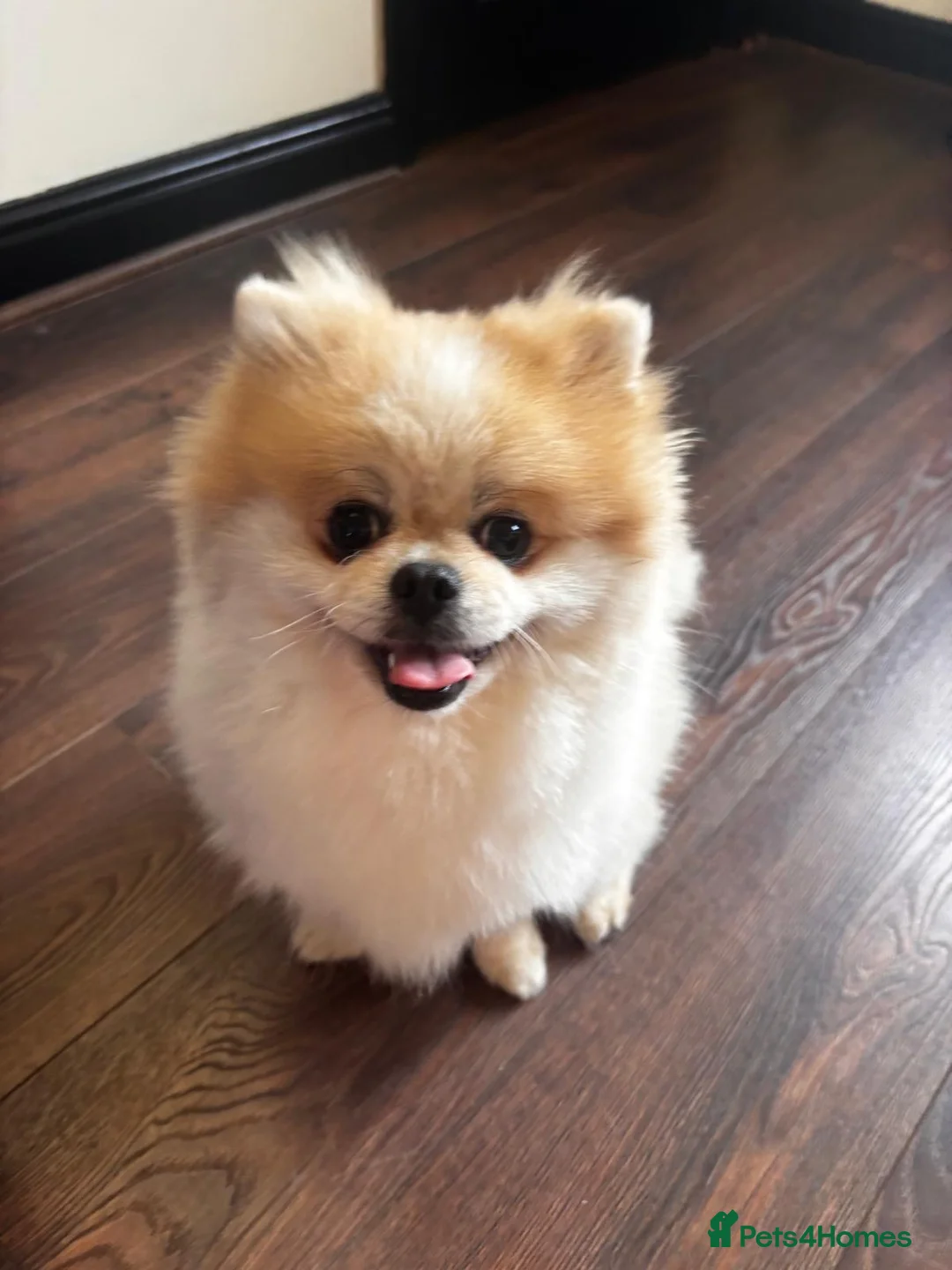 Pomeranian dogs for sale: 2 year old Pomeranian - Advert 1