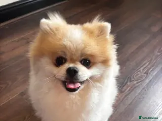 Pomeranian dogs 2 year old Pomeranian - Advert 1