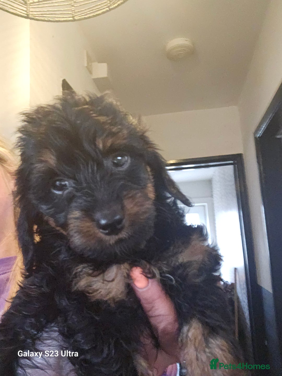 Doxiepoo dogs for sale: Doxipoos puppies mega curly and suited  - Image 7