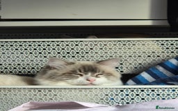 Ragdoll cats for sale: Handsome ragdoll - Image 3