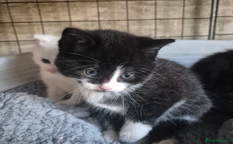 Siberian cats - Advert 3