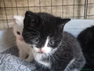 Siberian cats Beautiful Siberian x BSH kittens - Advert 7