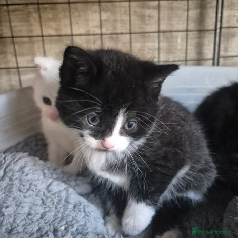 Siberian cats - Advert 3