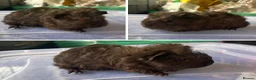 Guinea Pig rodents for sale: Bonded Guinea Pig Boars  - Advert 7