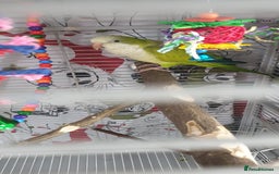 Parakeets birds for sale: Quaker parrot female - Image 4