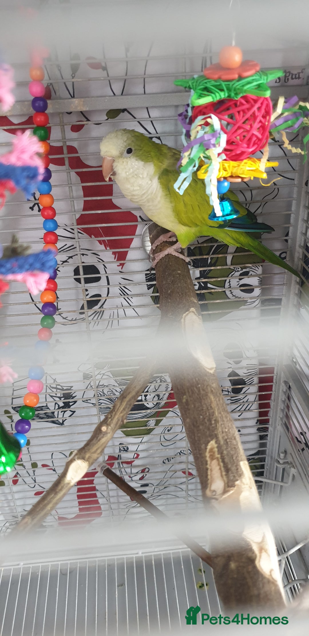 Parakeets birds for sale: Quaker parrot female - Image 4