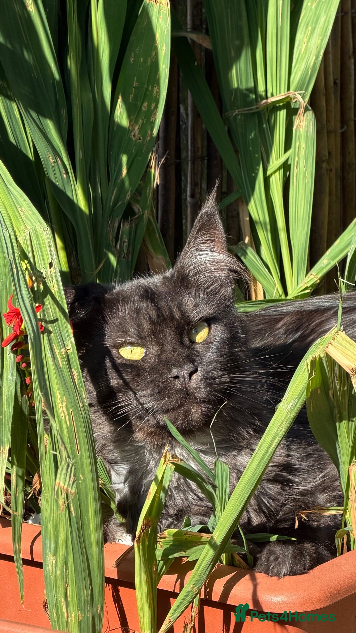 Maine Coon cats 2 Stunning Retired Mainecoon Girls to go together - Advert 2