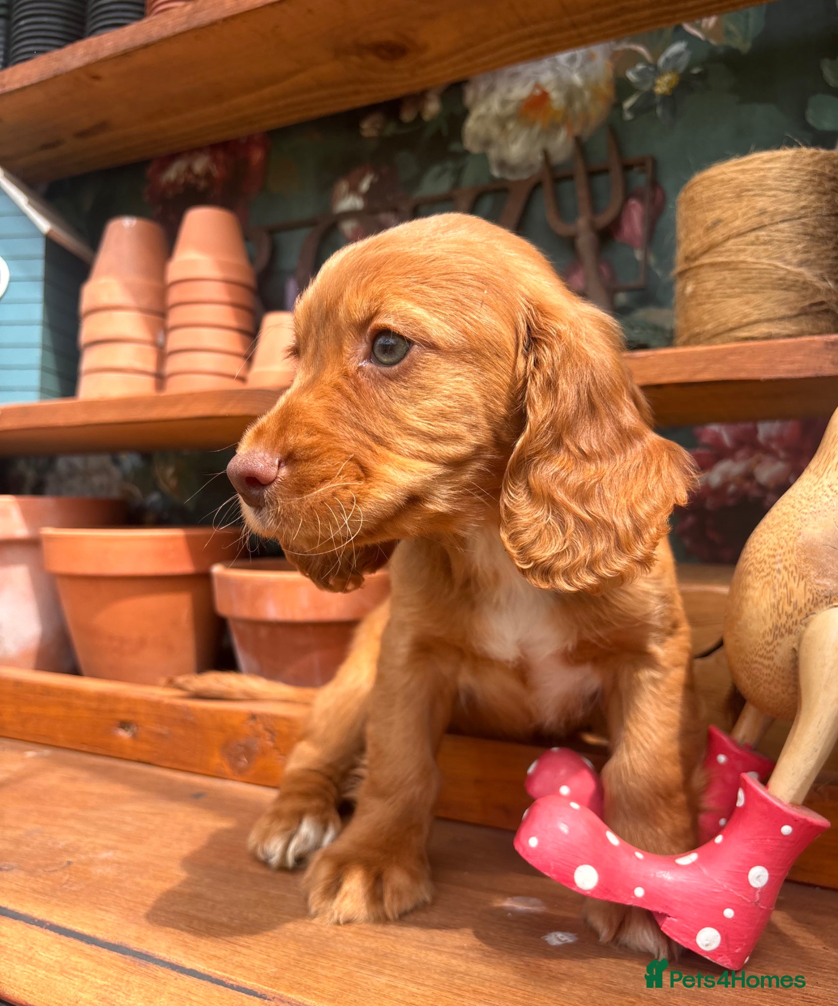 Sprocker dogs for sale: Male sprocker puppies - Advert 4