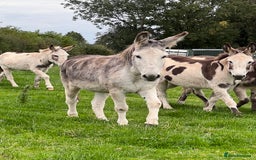 Donkey livestock for sale: Grey gelding donkey 16years old - Image 7