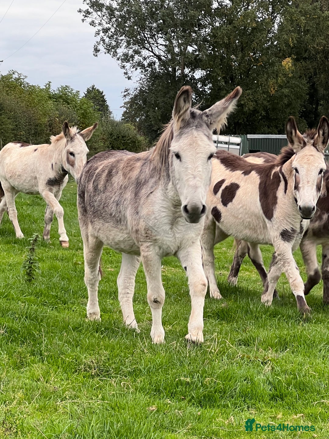 Donkey livestock for sale: Grey gelding donkey 16years old - Image 7