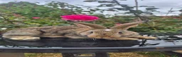 New Zealand rabbits for sale: Frendly New Zealand Eating and drinking already - Advert 9