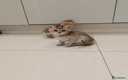 British Shorthair cats for sale: Adorable gorgeous pure British Shorthair Kittens  - Image 6