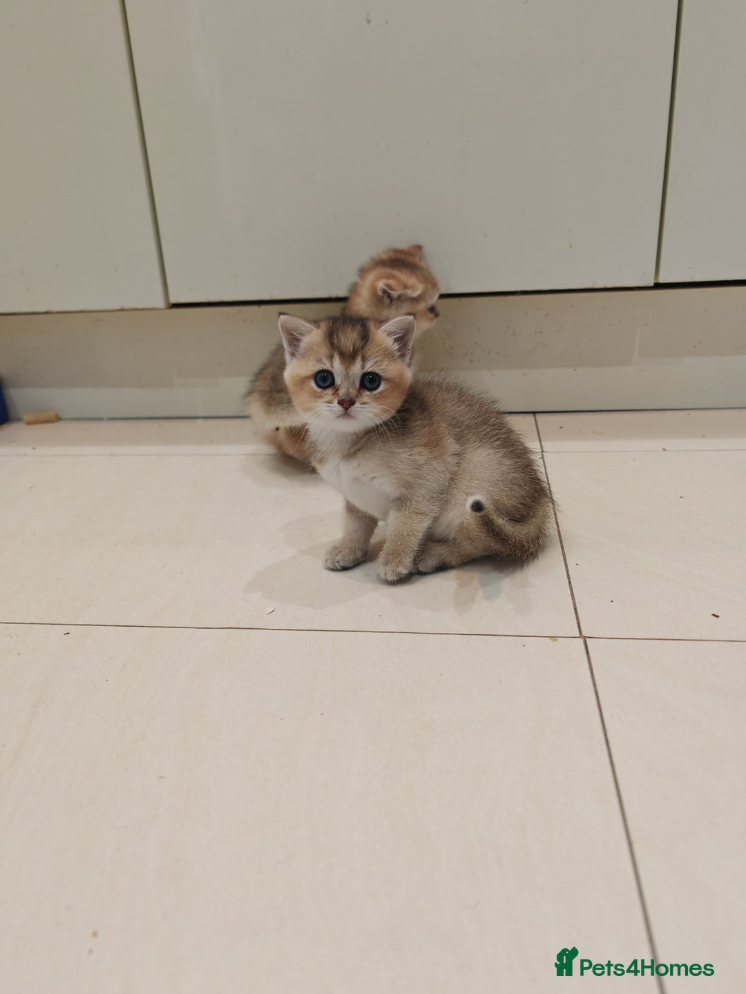 British Shorthair cats for sale: Adorable gorgeous pure British Shorthair Kittens  - Image 6