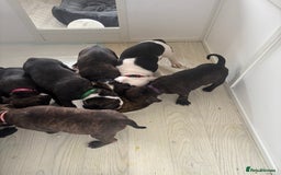 Mixed Breed dogs for sale: American bull staffy - Image 3