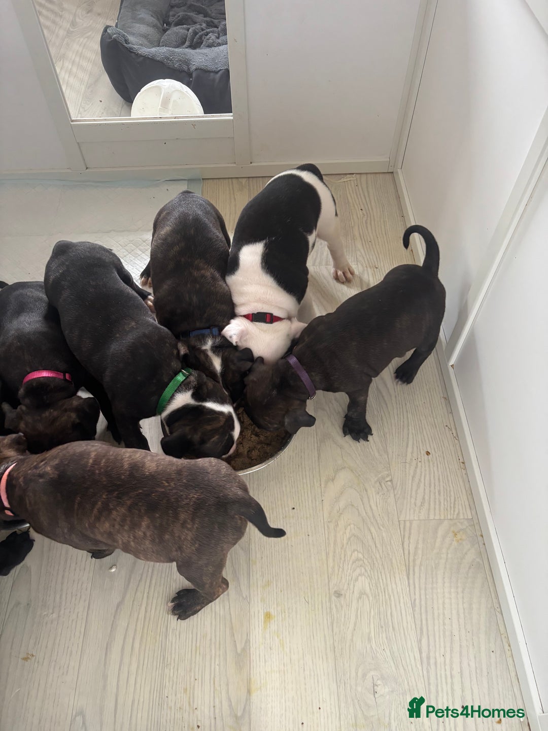Mixed Breed dogs for sale: American bull staffy - Image 3