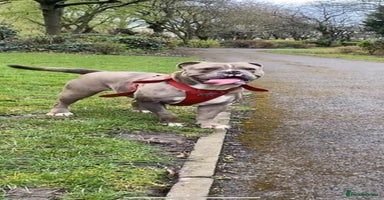 Olde English Bulldogge dogs - Advert 11