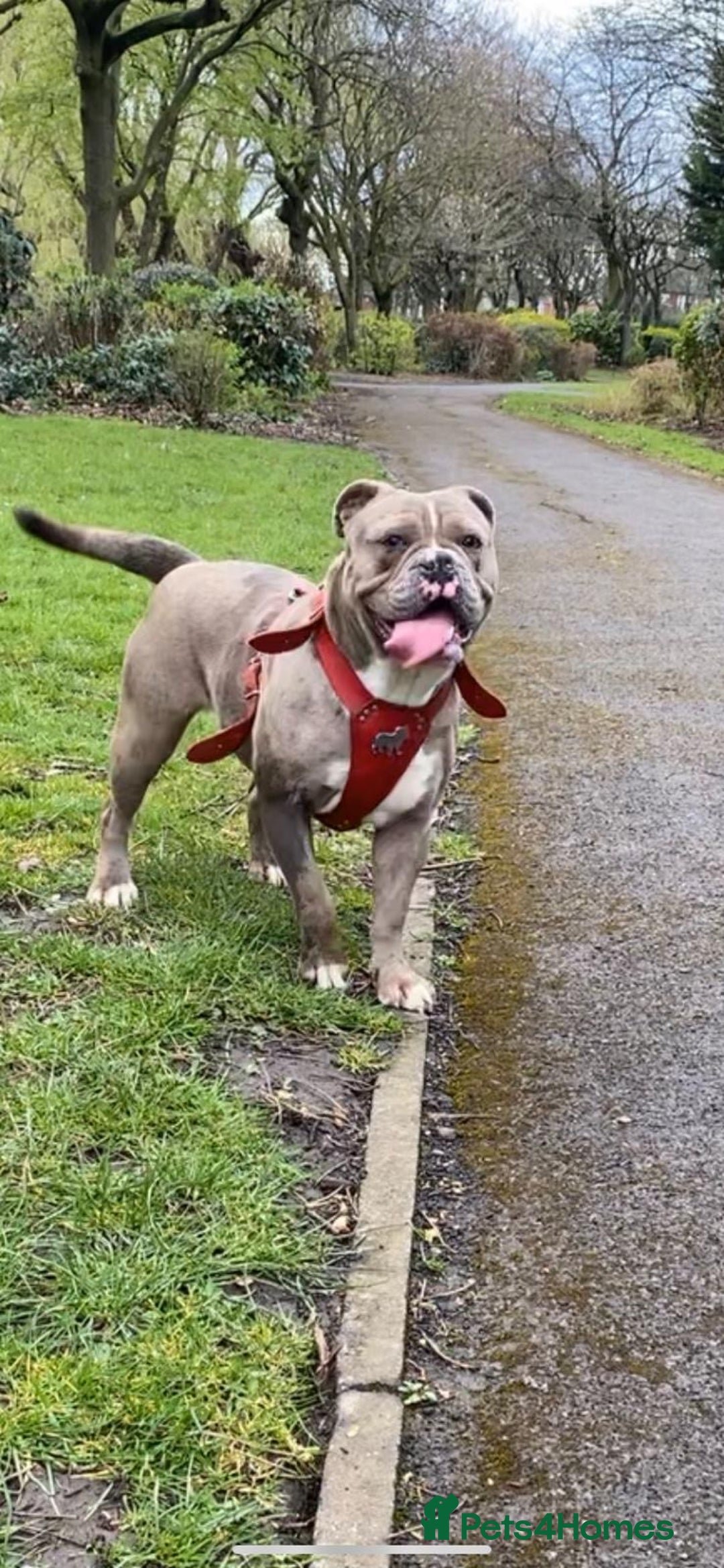 Olde English Bulldogge dogs for sale: Old English Bulldog Puppy’s  - Image 13