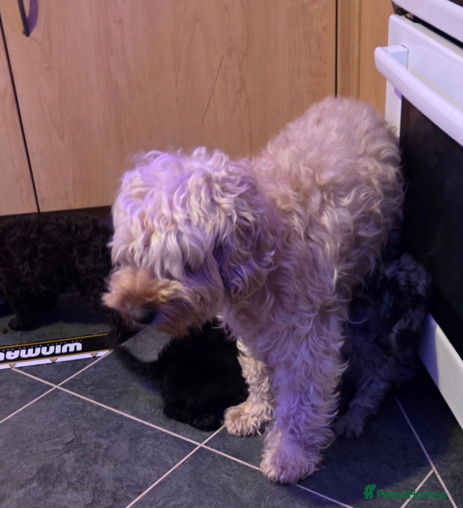 Cockapoo dogs Ready to go! Black fluffy cockapoo for sale - Advert 1