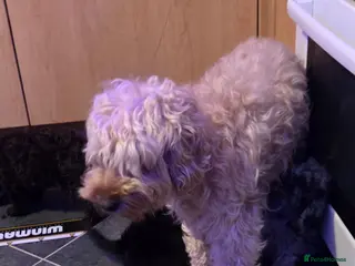 Cockapoo dogs Ready to go! Black fluffy cockapoo for sale - Advert 5