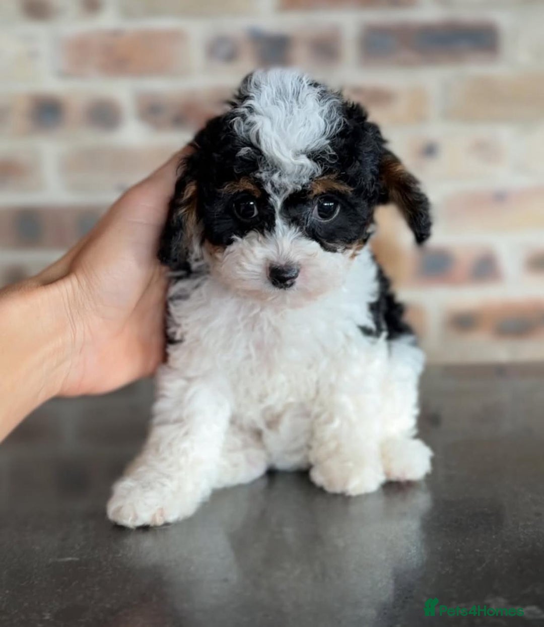 Cavapoo dogs for sale: Beautiful Cavapoo puppies! - Image 14