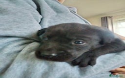 Labrador Retriever dogs for sale: KC Registered Labrador Retriever Puppies in Ross-on-Wye - Image 11