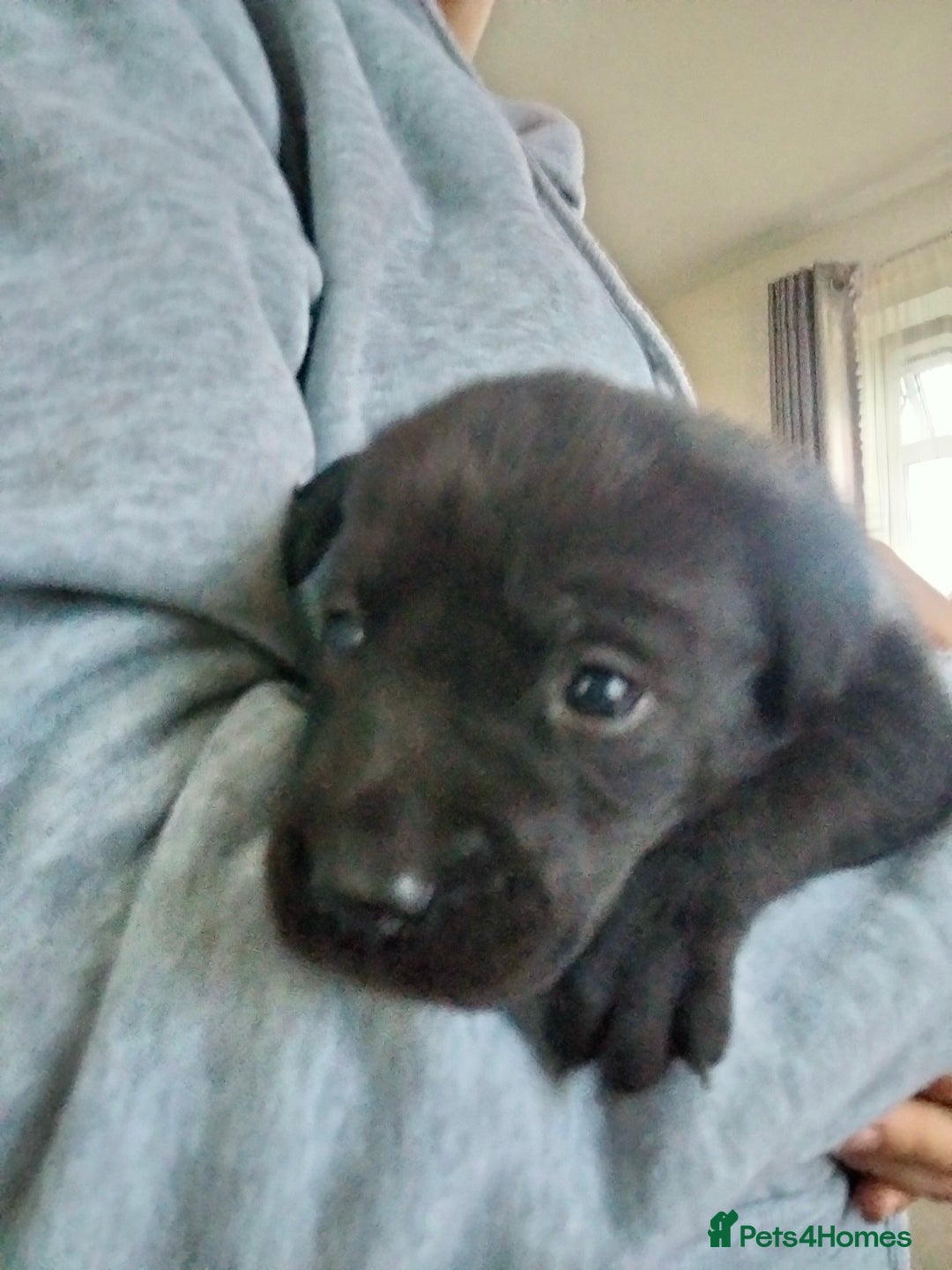 Labrador Retriever dogs for sale: KC Registered Labrador Retriever Puppies in Ross-on-Wye - Image 11