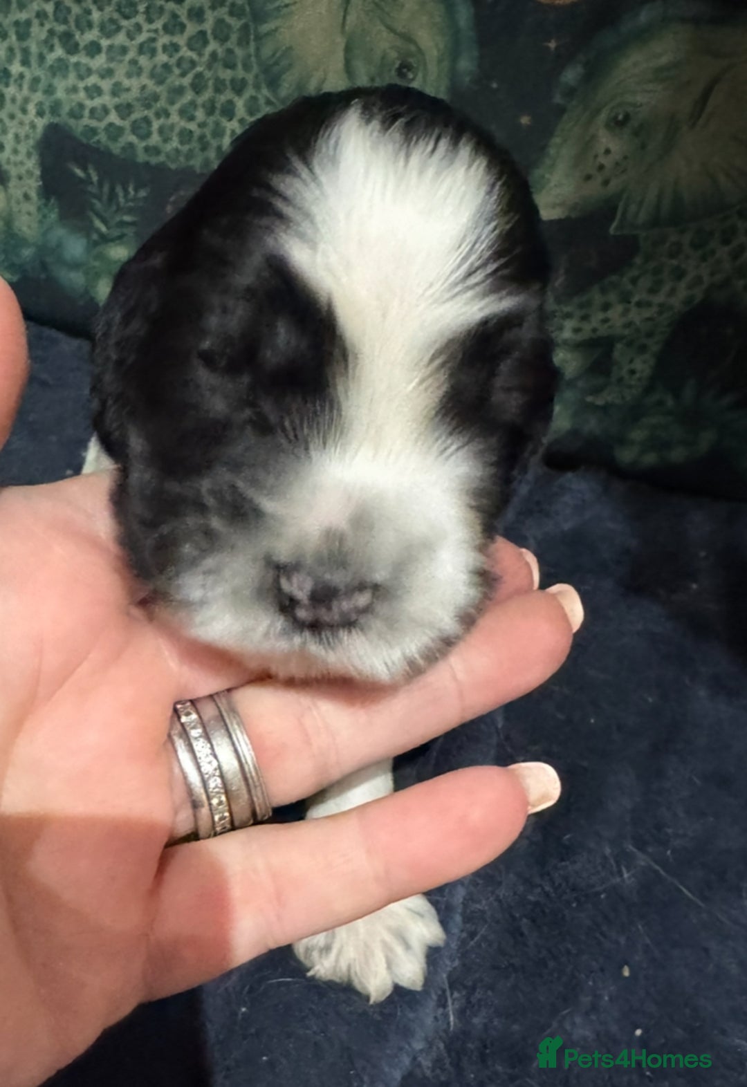 Cocker Spaniel dogs for sale: KC show cocker puppies black white blue roan - Image 23