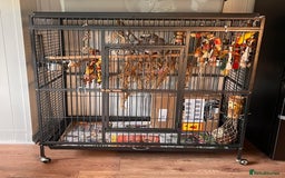Parrots birds for sale: African grey  - Image 2