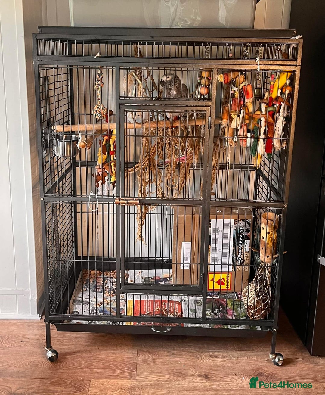Parrots birds for sale: African grey  - Image 2