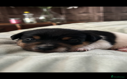Jack Russell dogs for sale: Beautiful short legged Jack Russell babies  - Image 7