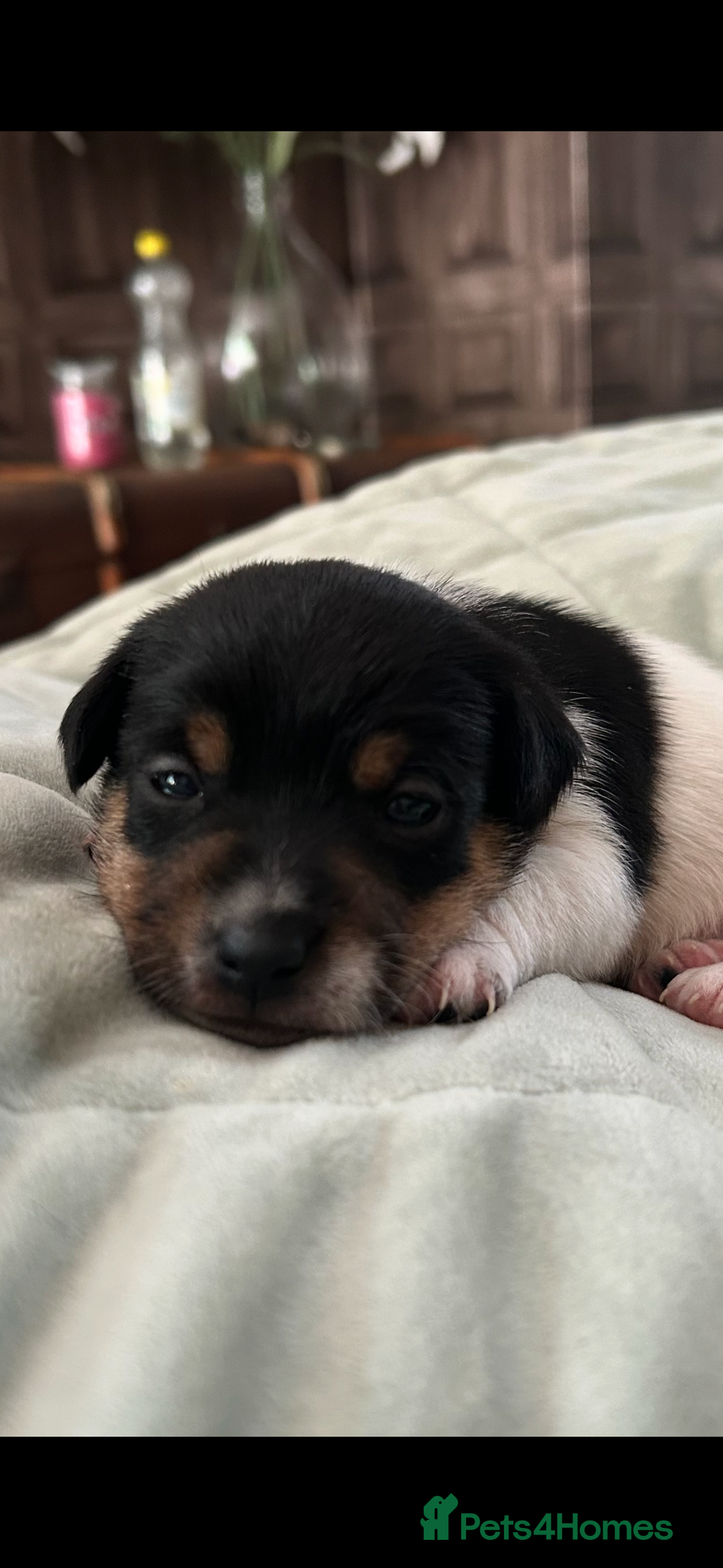 Jack Russell dogs for sale: Beautiful short legged Jack Russell babies  - Image 7