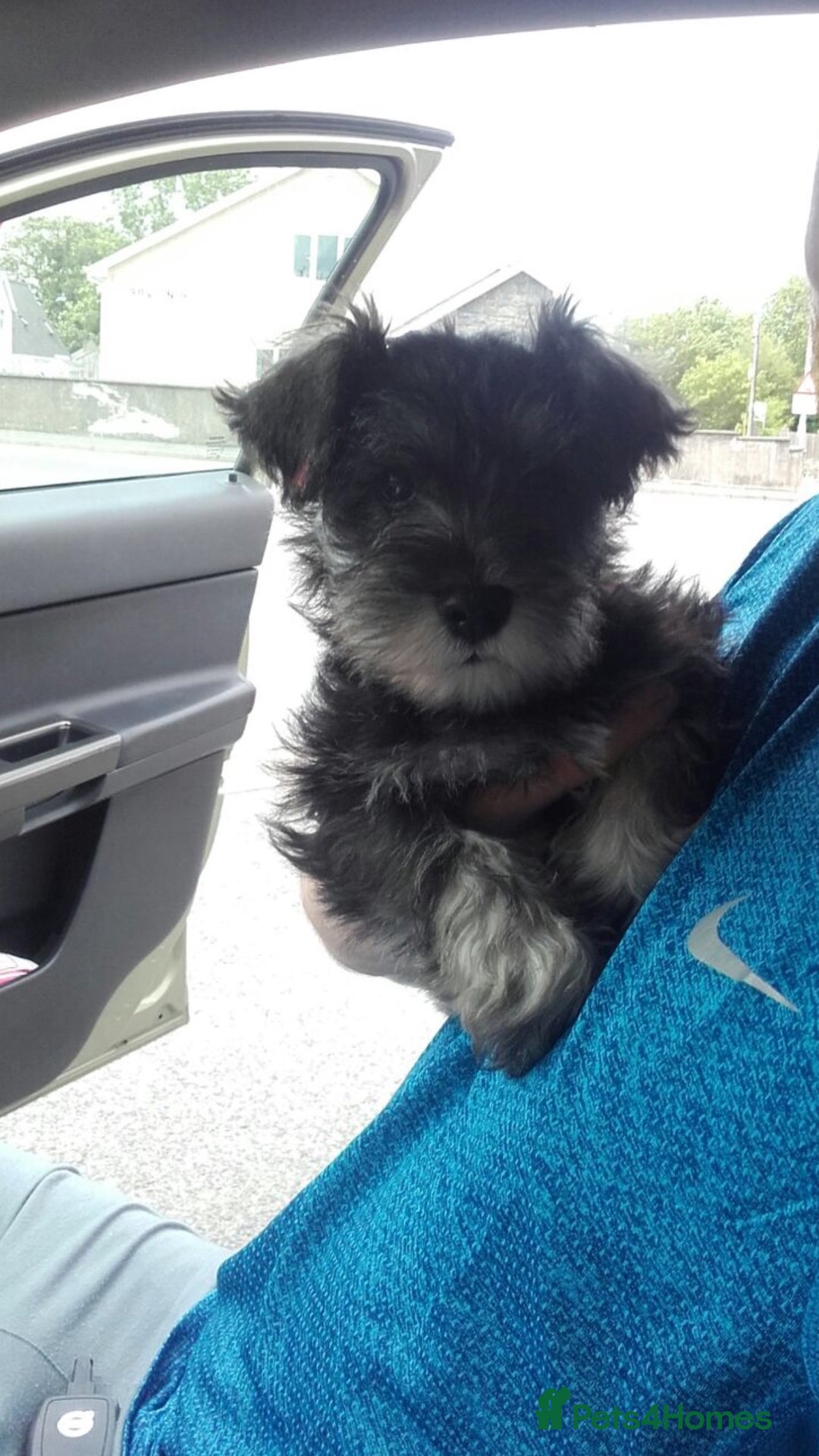 Miniature Schnauzer dogs for stud: Miniature Schnauzer for Stud in Liverpool - Advert 4
