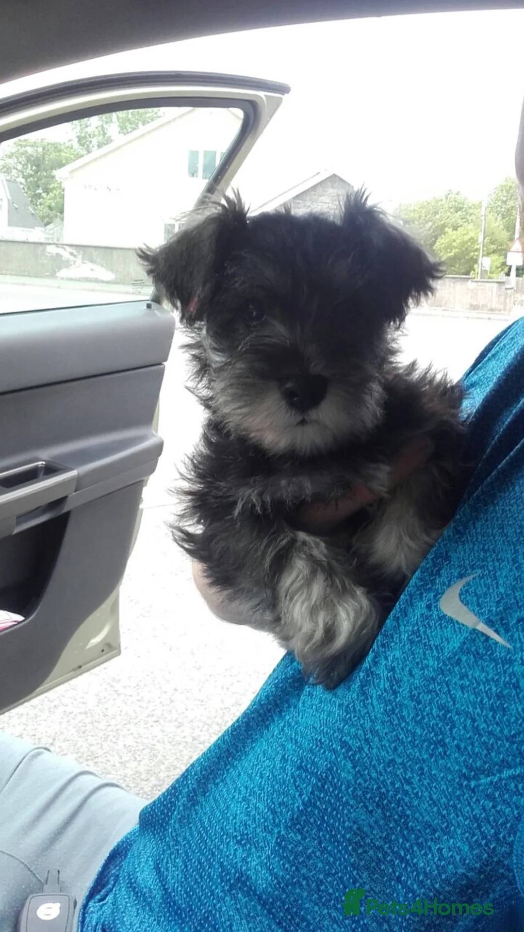Miniature Schnauzer dogs for stud: Miniature Schnauzer for Stud in Liverpool - Advert 4