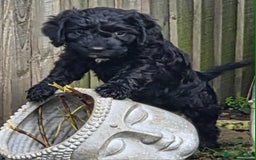 Cockapoo dogs for sale: 🐶F2 COCKAPOO PUPPIES🐶 - Image 4