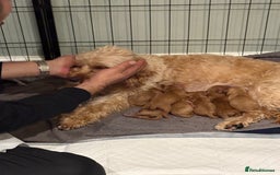 Cavapoo dogs for sale: Cavapoo puppies for sale - Image 9