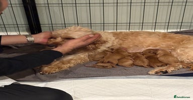 Cavapoo dogs - Advert 14