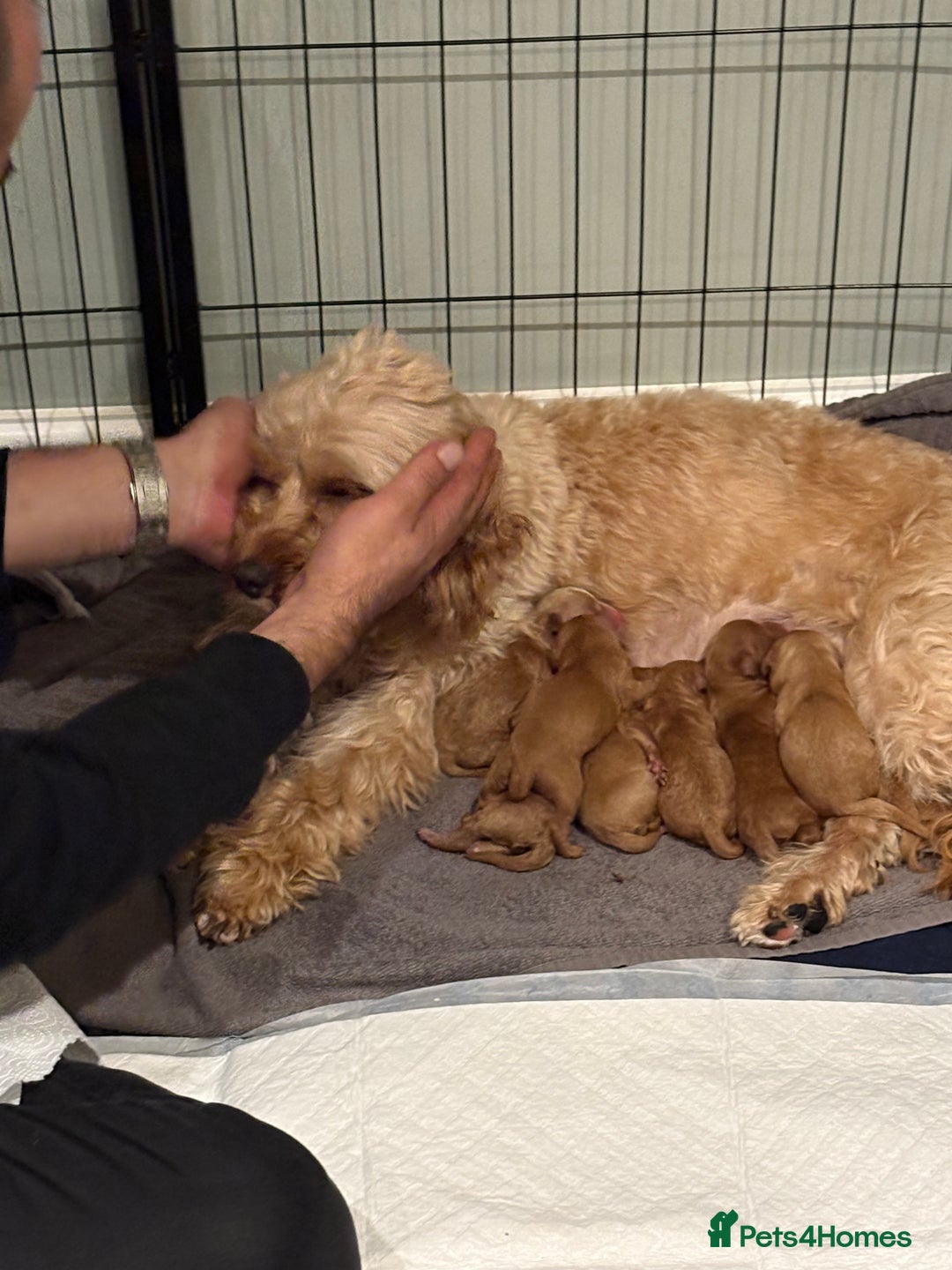 Cavapoo dogs for sale: Cavapoo puppies for sale - Image 9