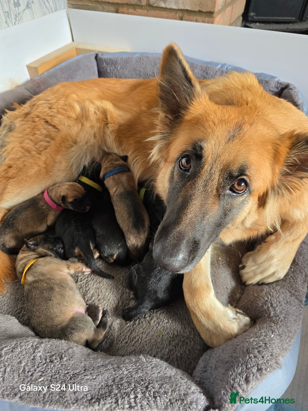 German Shepherd dogs for sale: KC Reg German Shepard's - Advert 7