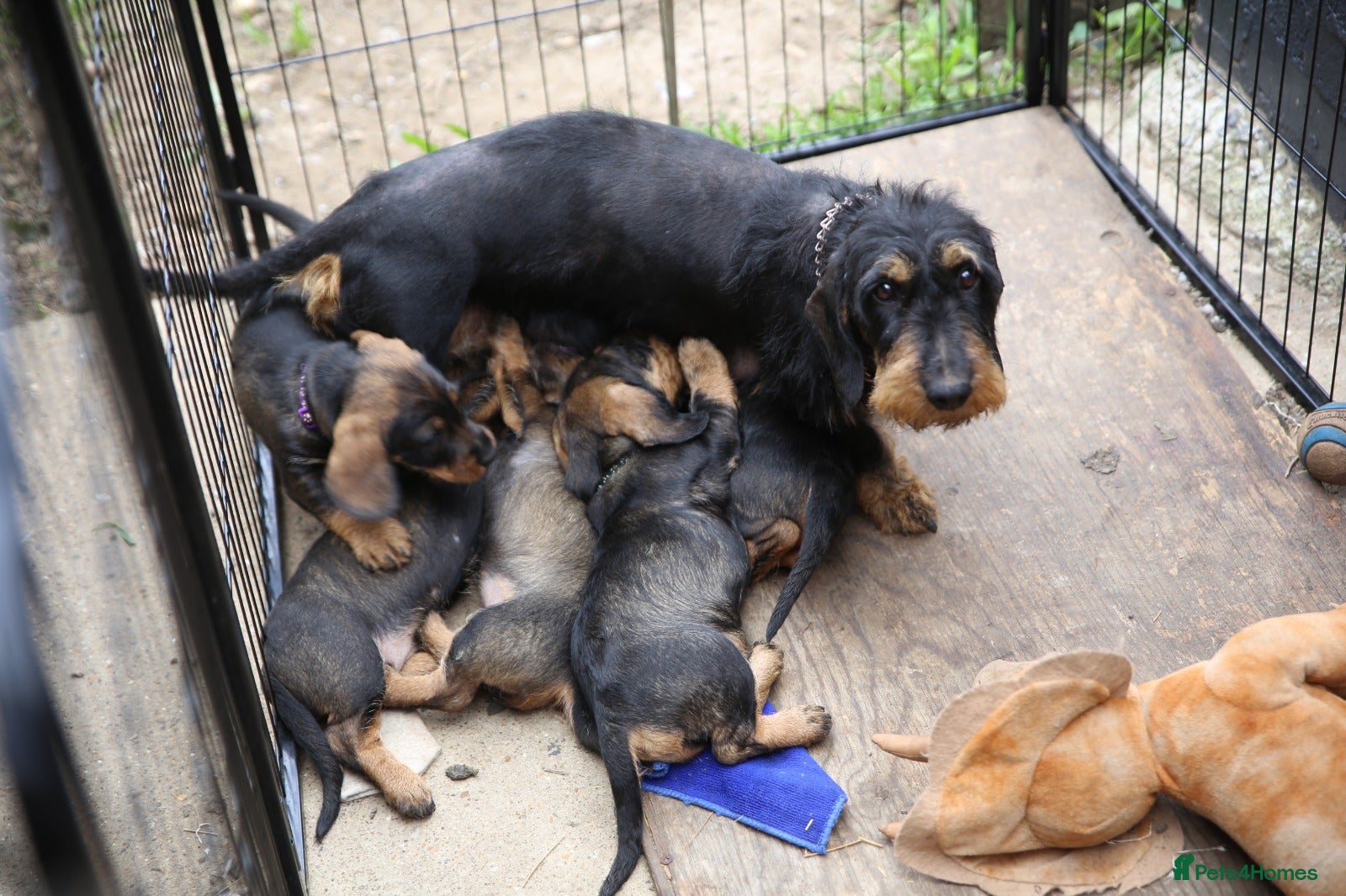 Dachshund dogs Standard Wirehaired Dachshund/Teckel Puppies - Advert 2