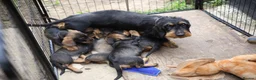 Dachshund dogs for sale: Standard Wirehaired Dachshund/Teckel Puppies - Advert 5