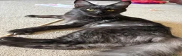 Maine Coon cats for sale: Beautiful Pedigree Maine Coon Kittens  - Advert 10