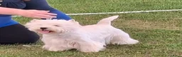 West Highland Terrier dogs for sale: Kc reg, quality Westie WHWT puppies  - Advert 14