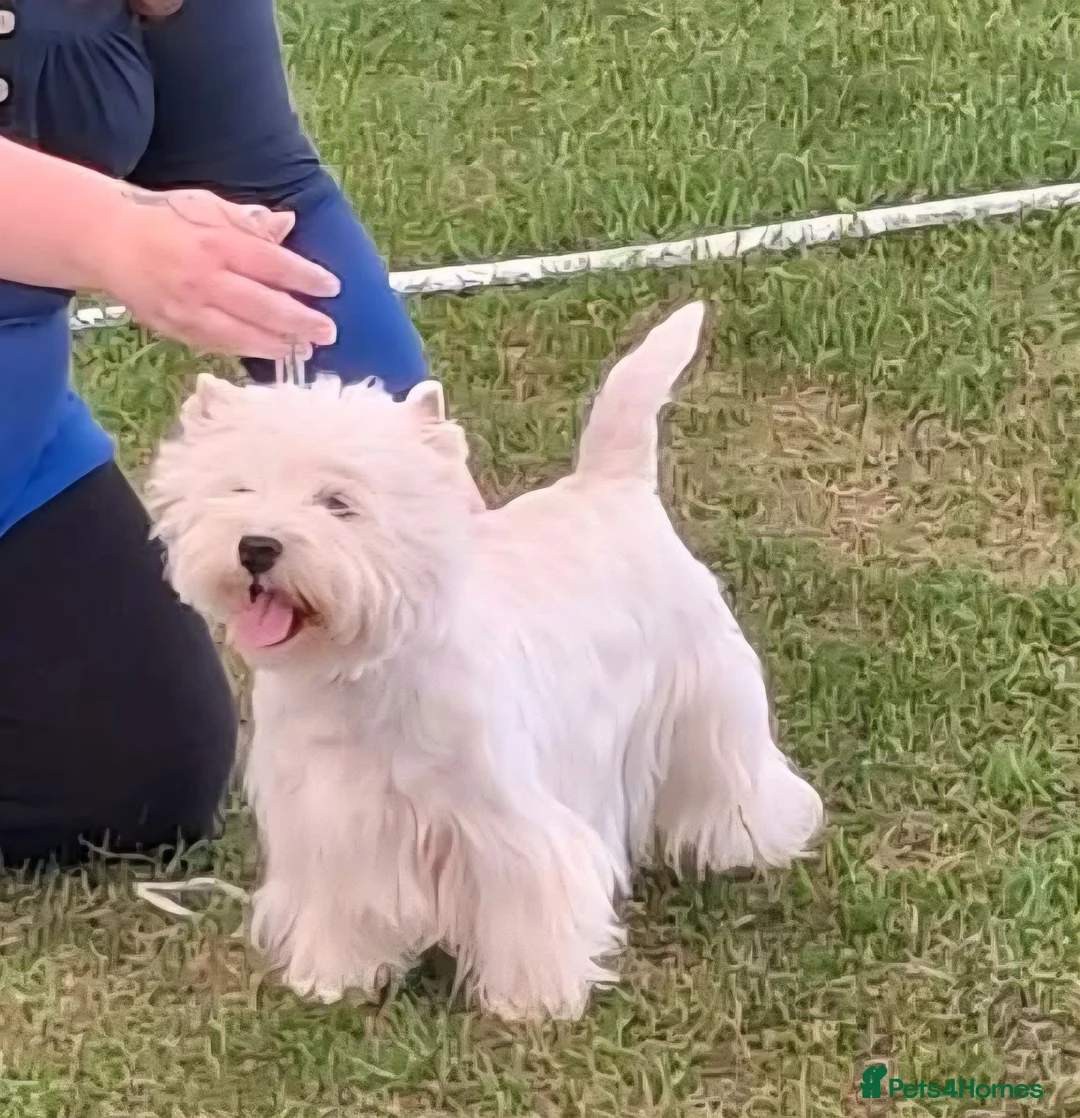 West Highland Terrier dogs for sale: Kc reg, quality Westie WHWT puppies  - Advert 14