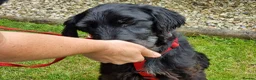 Mixed Breed dogs for adoption: 🐾❤️ HELGA FOR ADOPTION IN CORNWALL OR DEVON ❤️🐾 - Advert 17