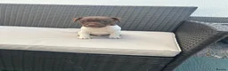 Jack Russell dogs for sale: 2 lovely boys available  - Advert 7