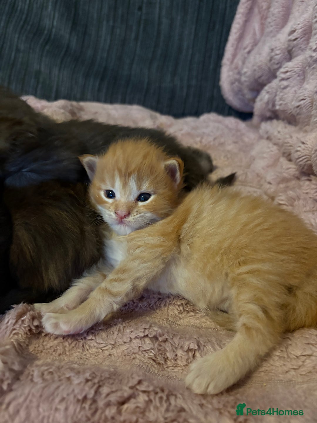 Maine Coon cats for sale: TICA registered Maine coon kittens rare red girl  - Advert 13