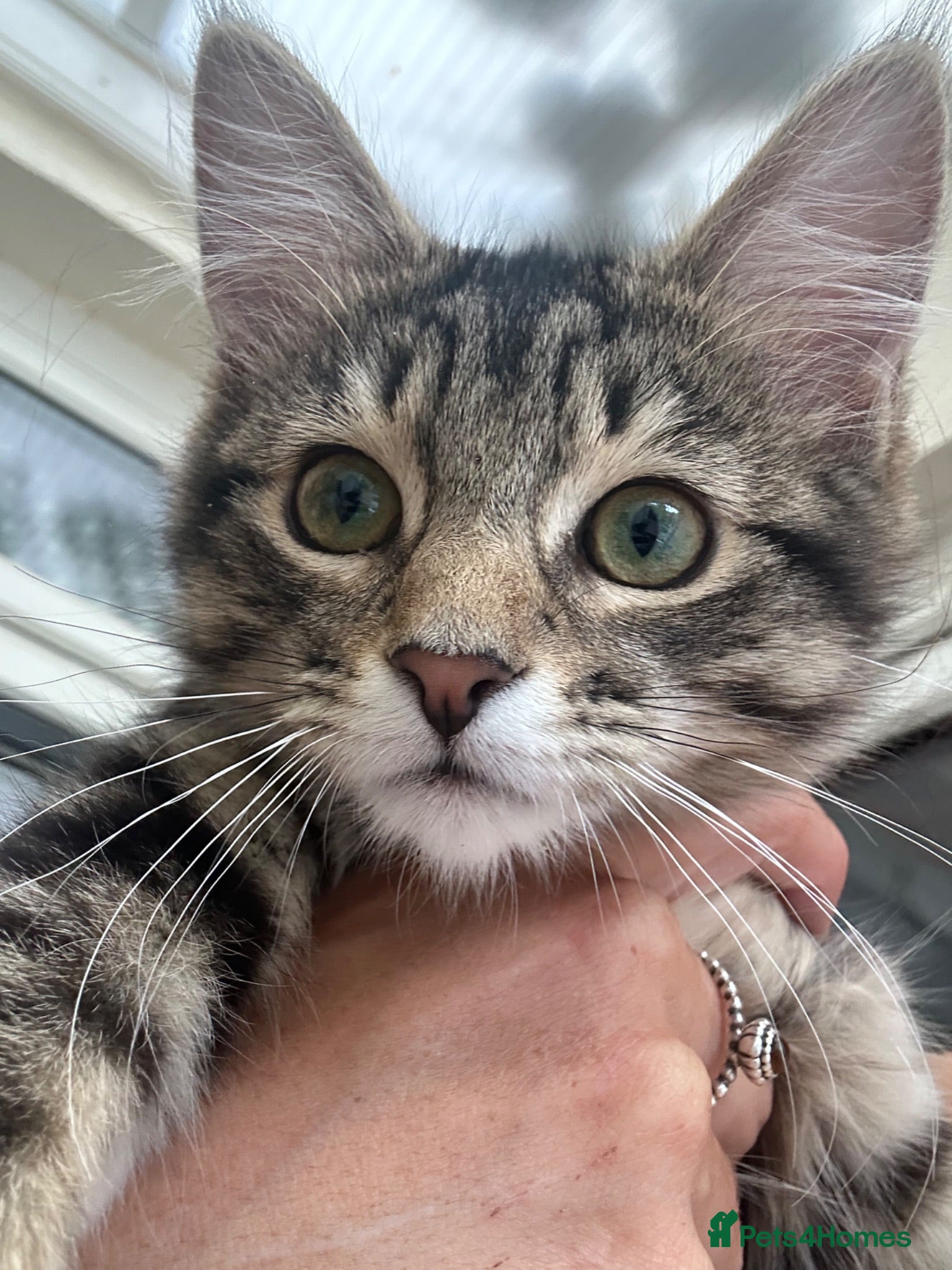 Mixed Breed cats European beautiful little girl - Advert 9