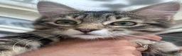 Mixed Breed cats for sale: European beautiful little girl - Advert 5