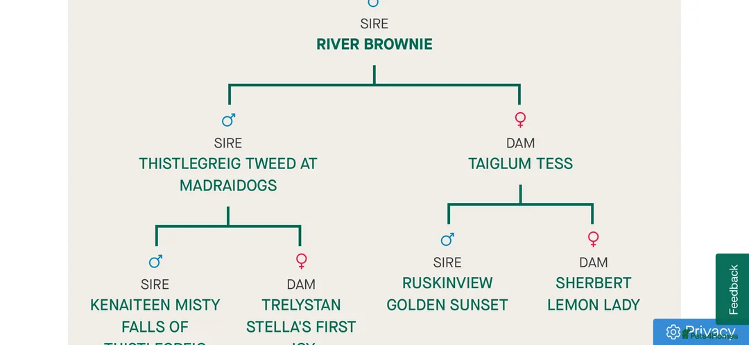Cocker Spaniel dogs for stud: Working cocker for Stud *proven* in Penicuik - Advert 8